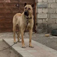 واگذاری سگ سرابی نر ۱۹ ماهه