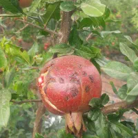 رب انار خانگی