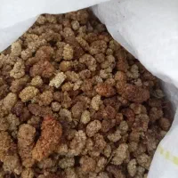 توت خشک برای حبه
