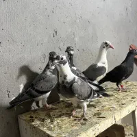 جوجه ابلغ مسافتی