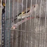 سهره