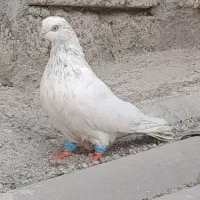 کبوتر زینتی