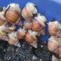 حلزون|خزنده|شیراز, جانبازان|دیوار