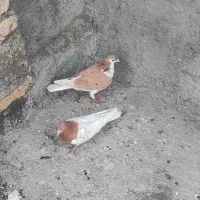 رنگه صیدحریف دوتا نر به شرط ساده پر خال