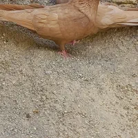 کبوتر زرد ابادانی