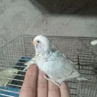 طوطی پرنده .توضیحات