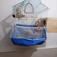 عروس هلندی نروماده