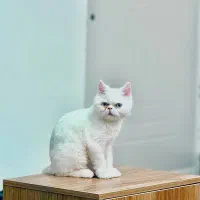 دوعدد گربه