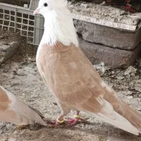 کبوتر جفتگاه کله سفید