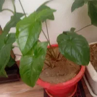 فروش انواع گل آپارتمانی
