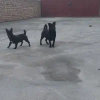 سگ پاکوتا