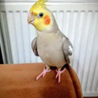 عروس هلندی گمشده