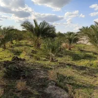 باغ نوپا حدودا ده من،۲۲۰۰ متر