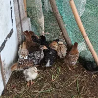 جوجه نیمچه محلی وکاکلی
