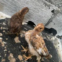 جوجه رسمی