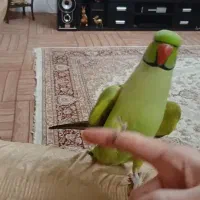 ملنگو سخنگو نر اهلی حلقه پا