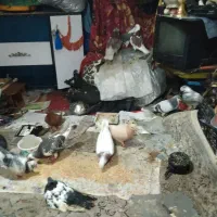 کفتر دانه.350هزار