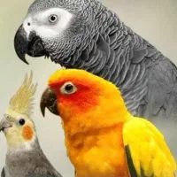 قبولی واگذاری رایگان طوطی سانان