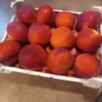 شلیل سنگی توسرخ