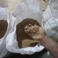 گندم غربارشده