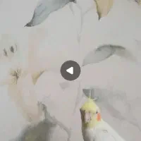 عروس هلندی گمشده مژدگانی
