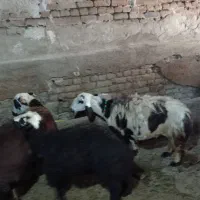 گوسفند فروشی مال خوب
