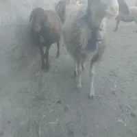 دوتا بره ماده درجه یک