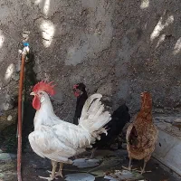 مرغ اهلی