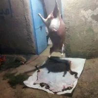 گوشت گوسفند