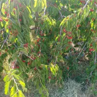 فروش-باغ-گیلاس-روستای-سردهله