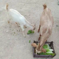 یک عدد بز ماده فروش قیمت مناسب