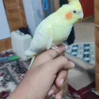 عروس پاریس