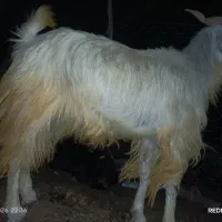 گوسفند بز کوهی