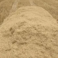 کاه دیم 8انبار  به فروش می‌رسد روستای حسن سلیمان