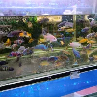 ماهی گوشتخوار