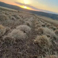 کاه گندم خرمنکوب