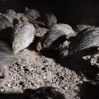 جوجه بلدرچین