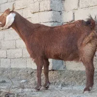 بز مری آبستن جملزا مایه کرد