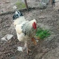 خروس برهما لایت