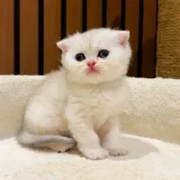 گربه اسکاتیش سیلور نژادی برتر