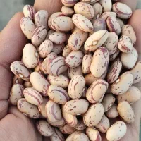 پخش عمده و جزئی حبوبات آمل و بابل
