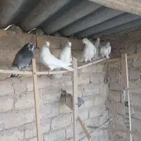 کبوتر یا کفتر