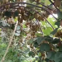 2450 متر باغ کیوی پر حاصل جنب بافت