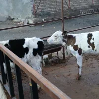 گوساله ماده