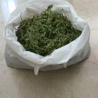 یونچه خراک خرگوس