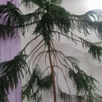 کاج مطبق