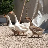 قوغاز اصیل