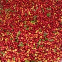 پخش زغال اخته