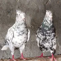 کبوتر دم سفید