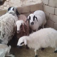 میش و بره